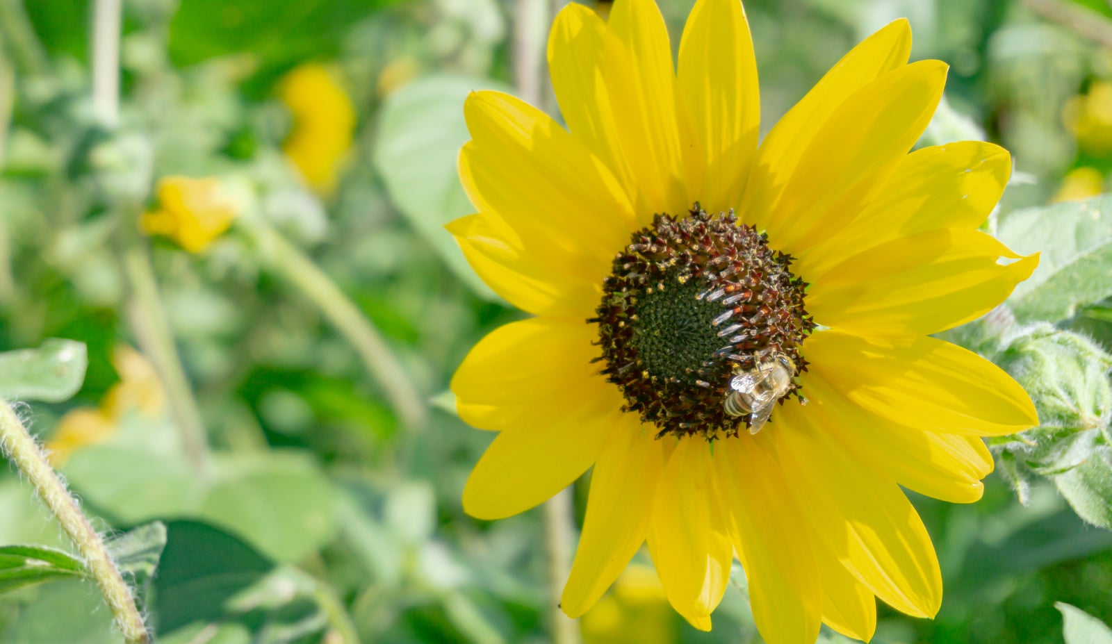 「ひまわりの花に寄るミツバチ」の写真