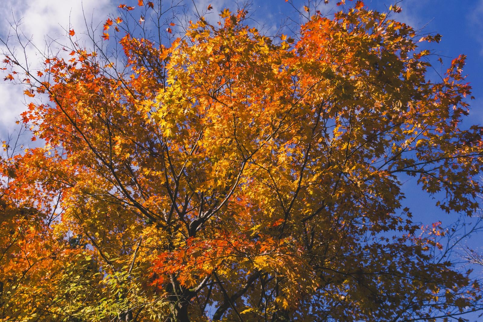 「秋晴れの空いっぱいに広がる紅葉」の写真
