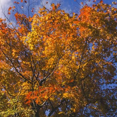 秋晴れの空いっぱいに広がる紅葉の写真