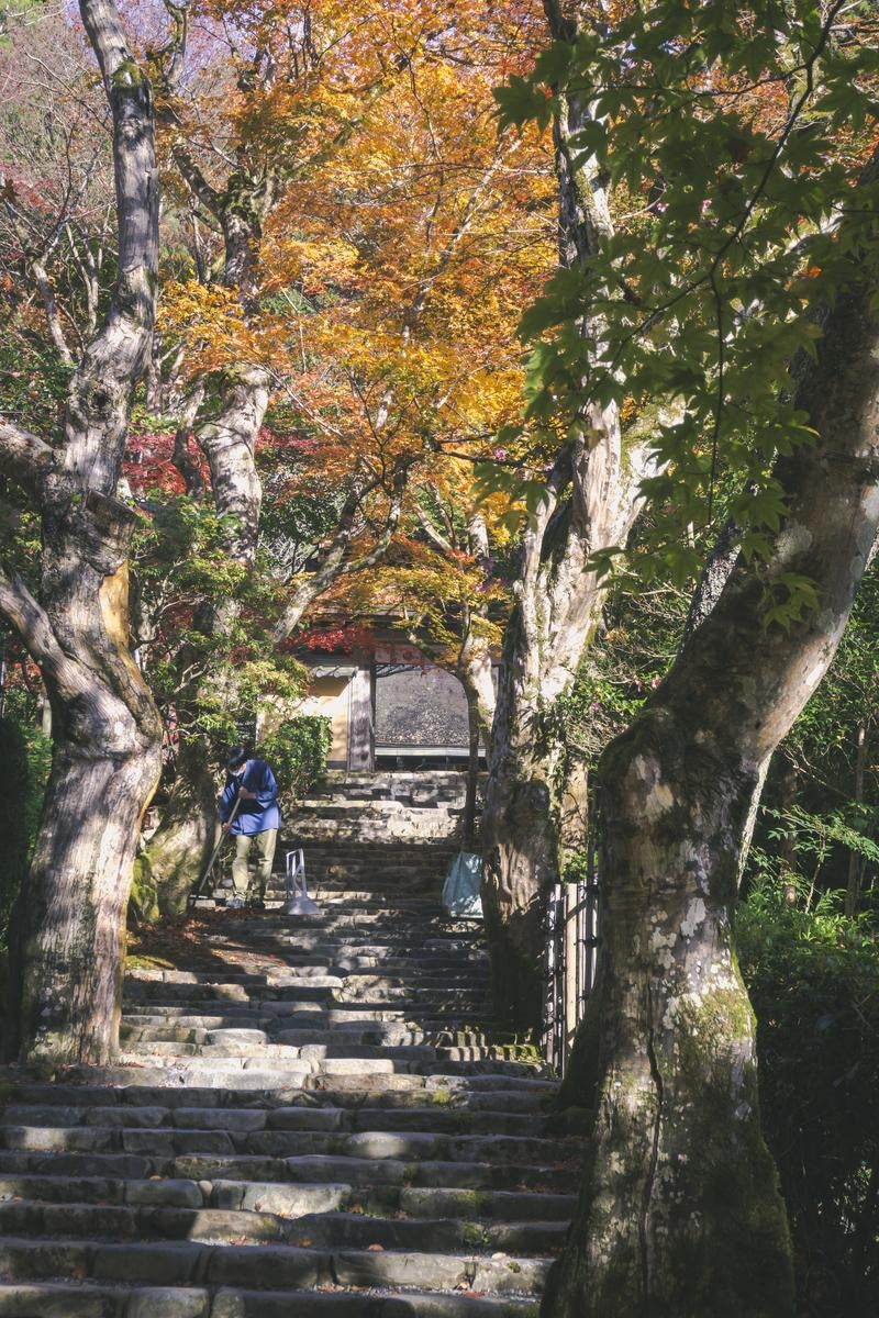 「紅葉が彩る寂光院の石段風景」の写真