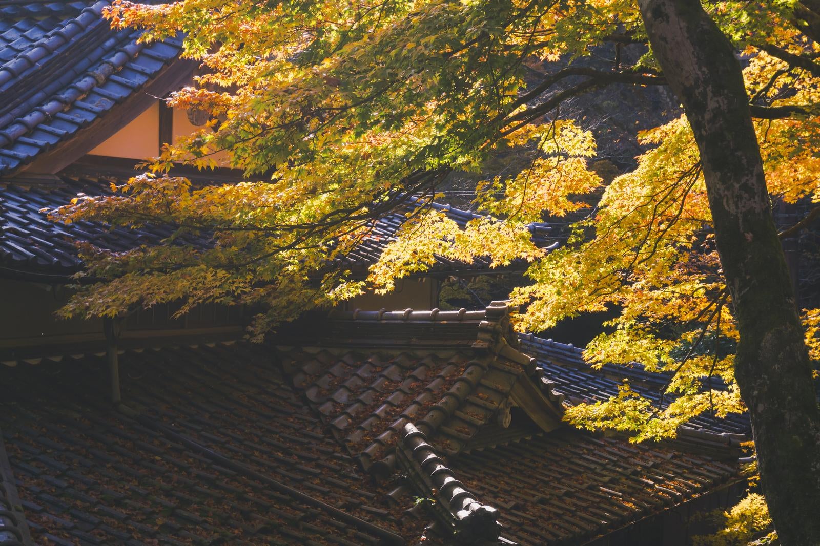 「瓦屋根に積もる落ち葉と朝日に黄金色に輝く枝葉」の写真