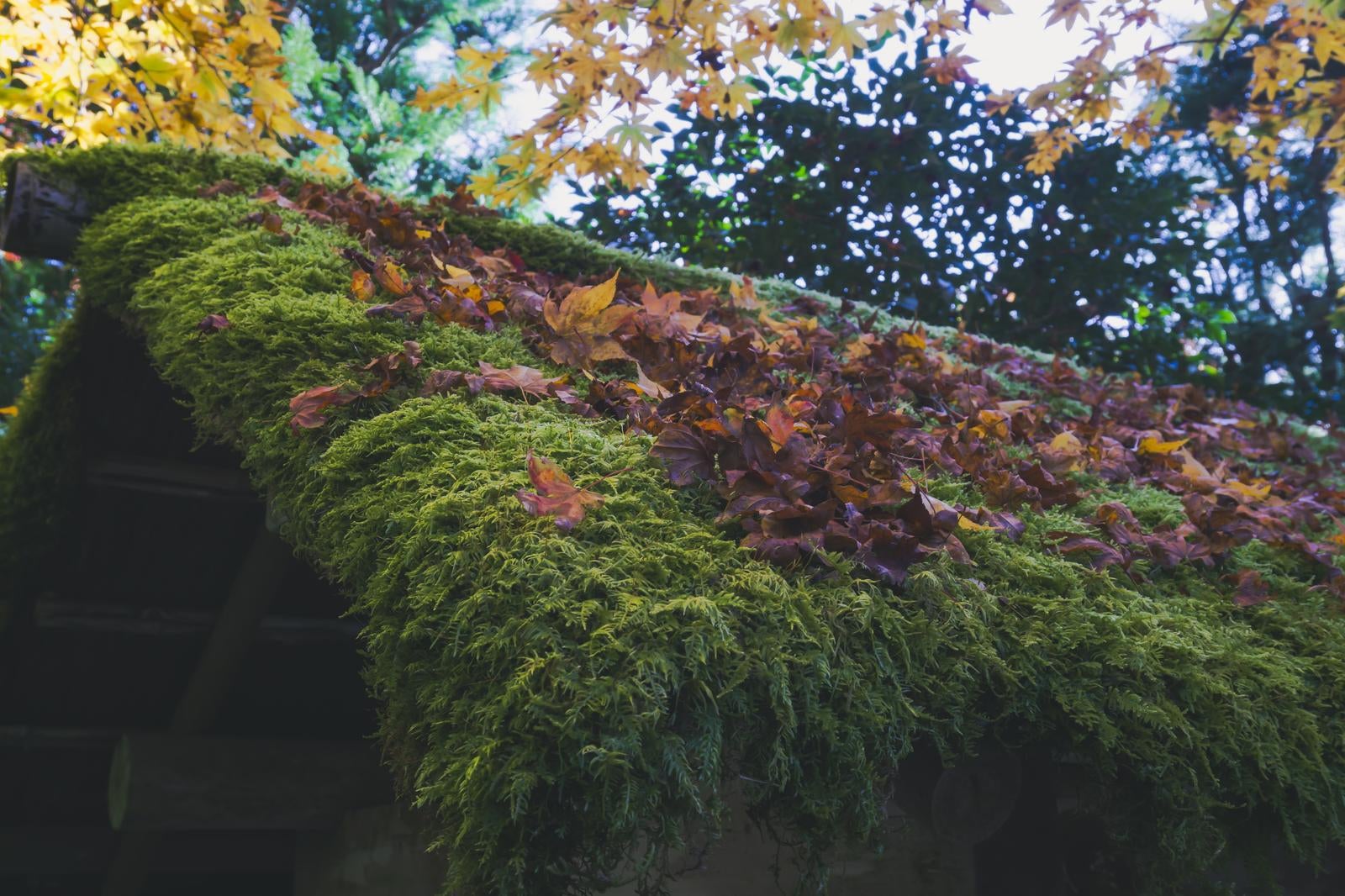 「ふわふわの苔に覆われた屋根の上に積もる落ち葉」の写真