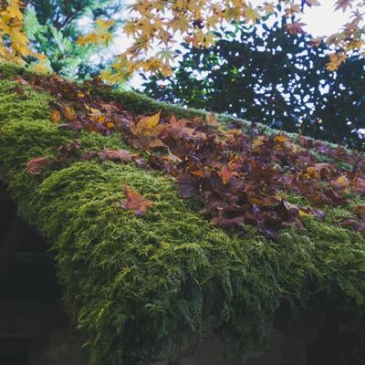 ふわふわの苔に覆われた屋根の上に積もる落ち葉の写真