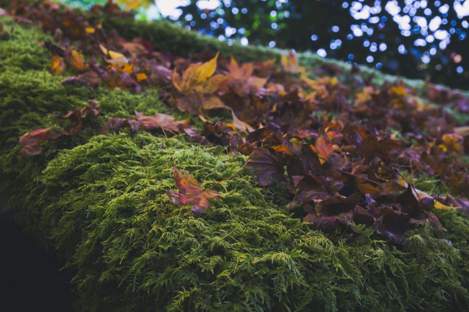 「苔のしとねに休む枯れ落ち葉」の写真