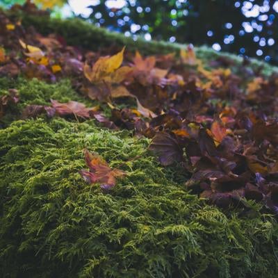 苔のしとねに休む枯れ落ち葉の写真