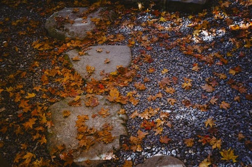 敷き詰められた砂利と飛び石の上に積もる落ち葉の写真
