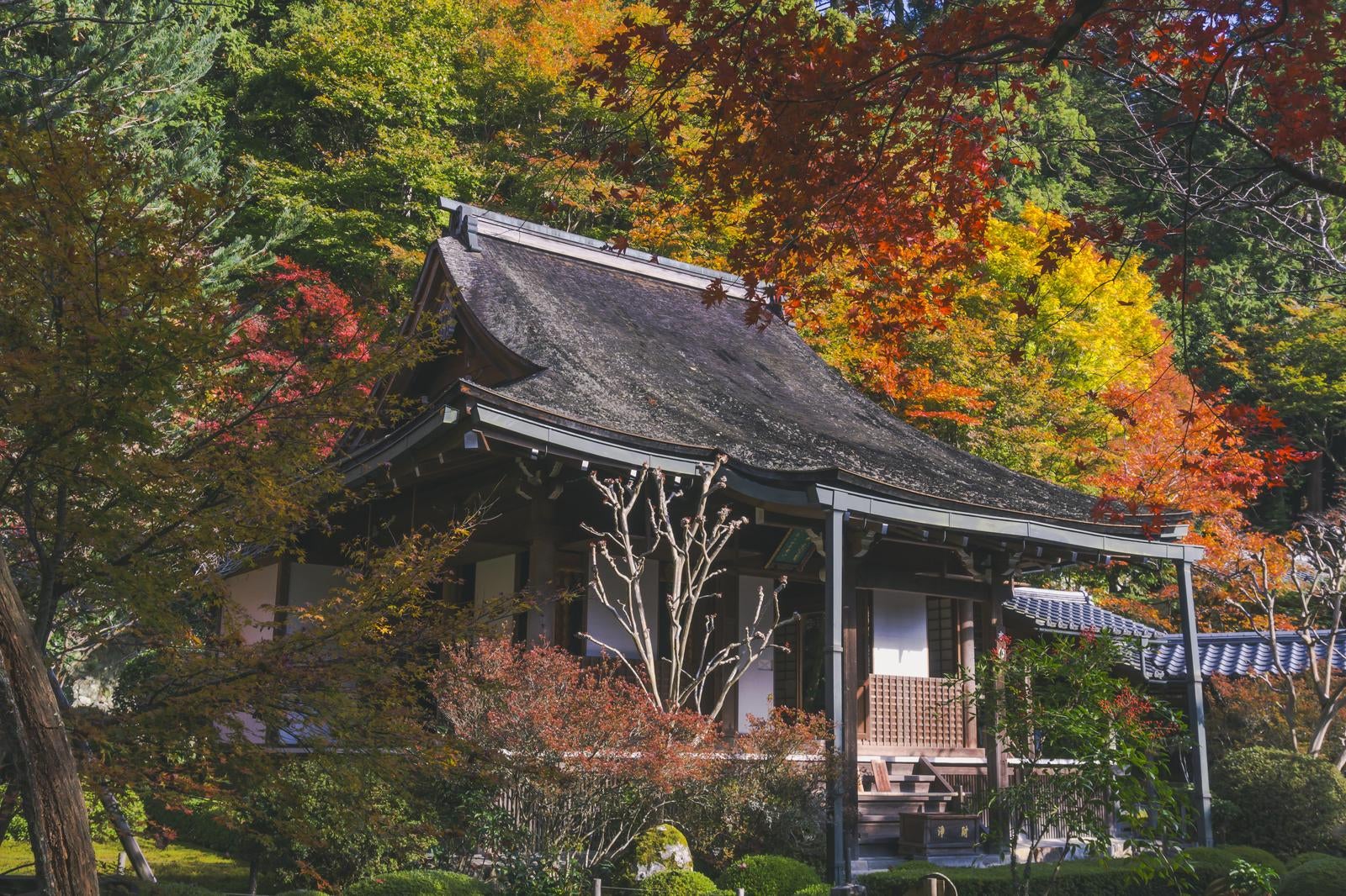 「色づく木々に囲まれ華やぐ秋の寂光院本堂」の写真