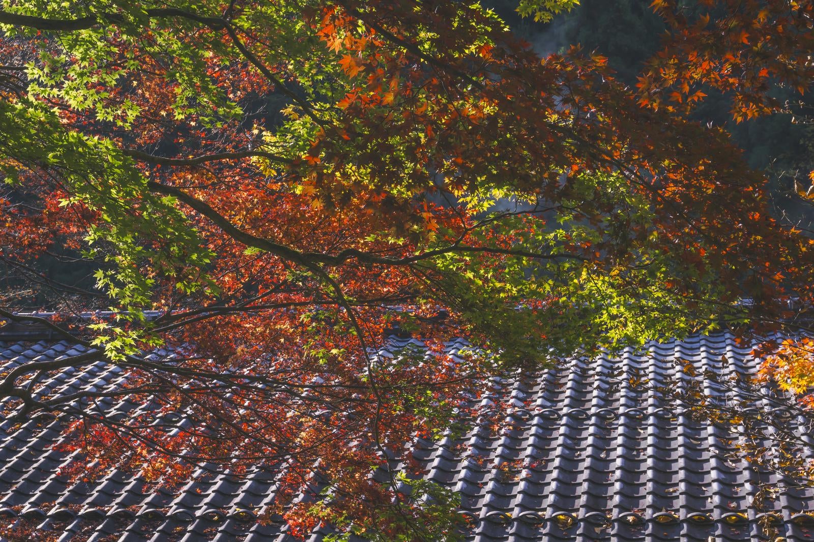 「甍に重なる秋の色彩」の写真