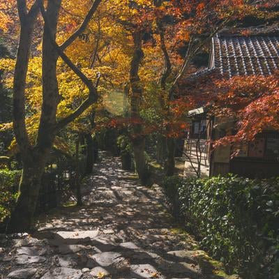 秋の装いの寂光院の石段に射す朝の光の写真