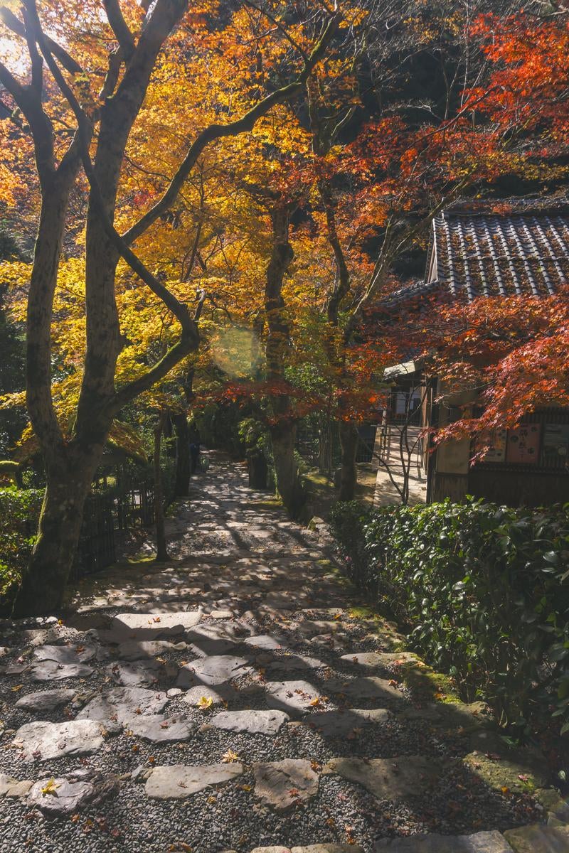 「秋の装いの寂光院の石段に射す朝の光」の写真