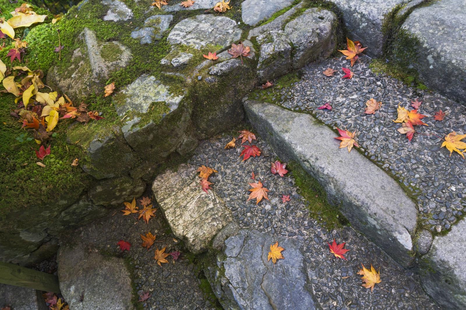 「石段を彩るまだ鮮やかさを残す落ち葉」の写真