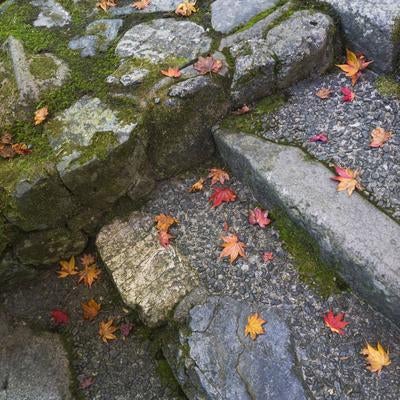 石段を彩るまだ鮮やかさを残す落ち葉の写真