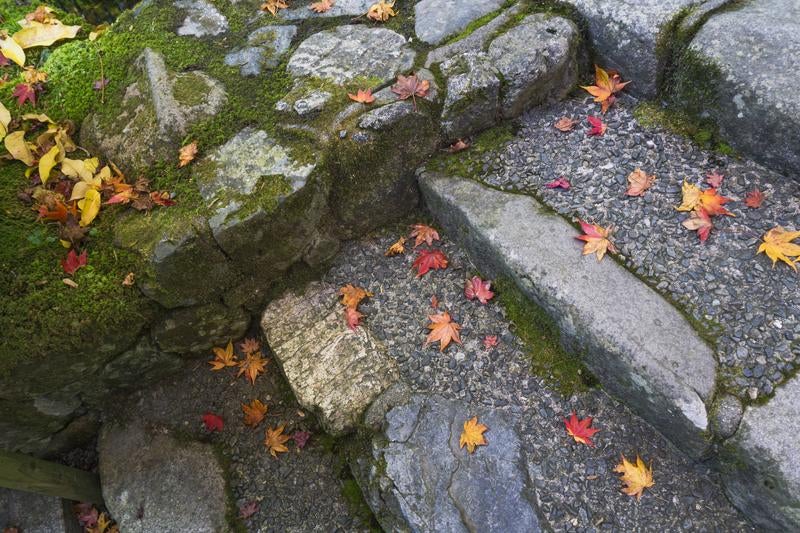 石段を彩るまだ鮮やかさを残す落ち葉の写真