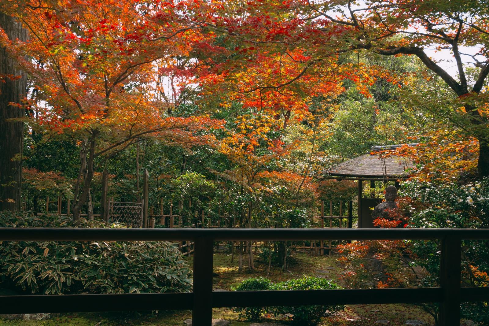 「色づいた木々の中に建つ竹で組まれた中門とその右手に見える腰掛待合」の写真
