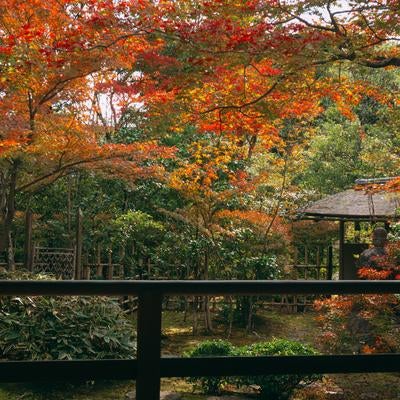 色づいた木々の中に建つ竹で組まれた中門とその右手に見える腰掛待合の写真