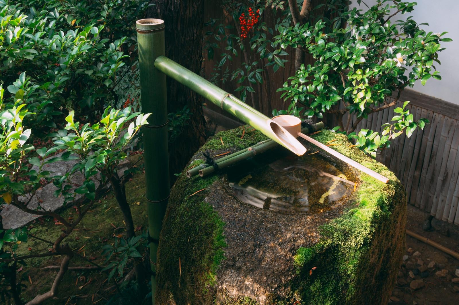「庭の隅で水をたたえる苔の美しい手水鉢」の写真