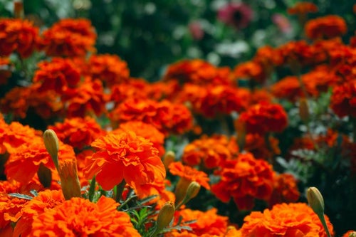 オレンジ色が映えるマリーゴールドの花の写真