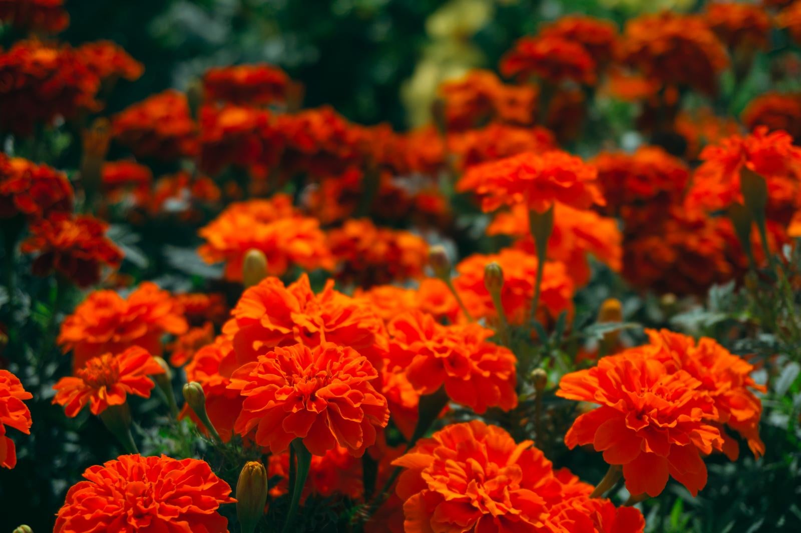 「元気いっぱいな満開に咲くマリーゴールド」の写真