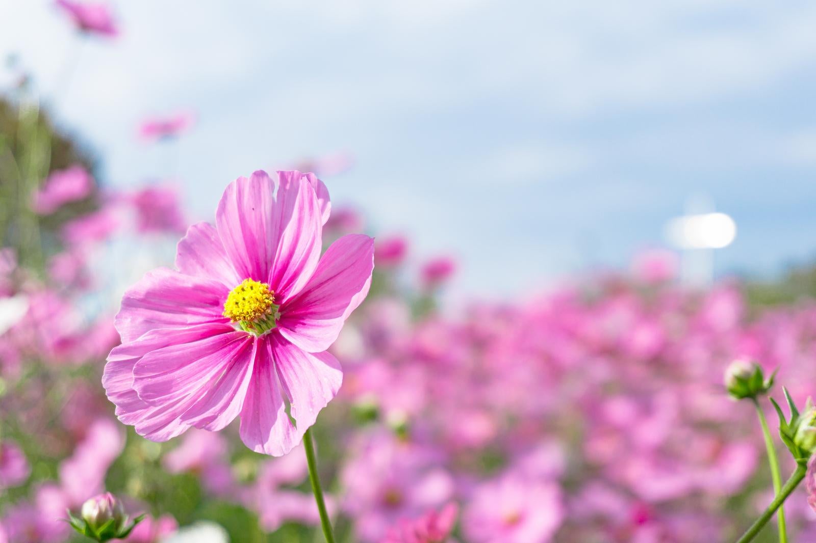 「ピンクが可愛らしいコスモスの花」の写真