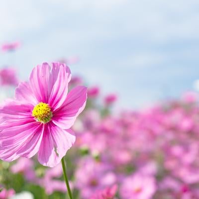 ピンクが可愛らしいコスモスの花の写真