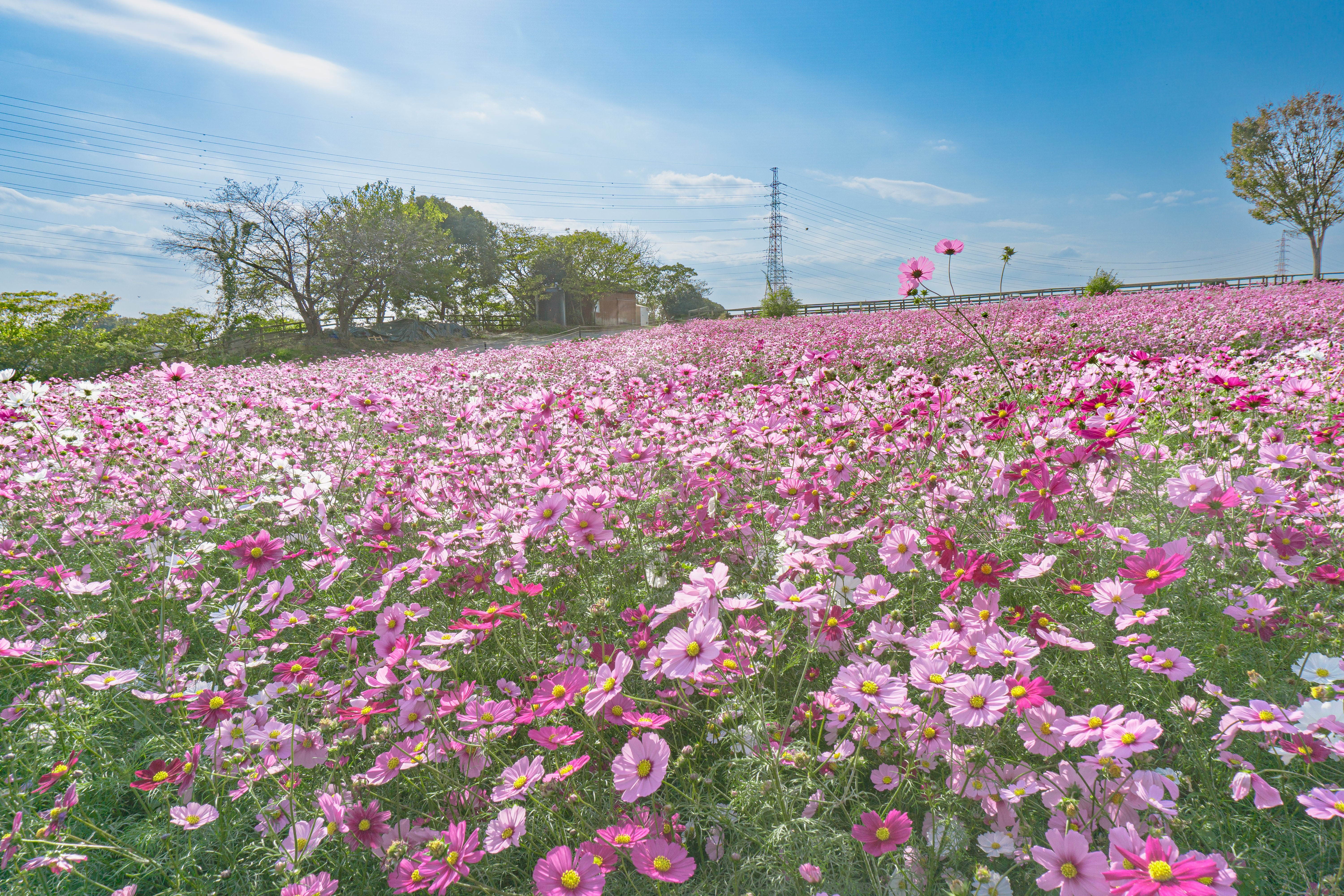 zubottyDSC07987-266.jpg?&