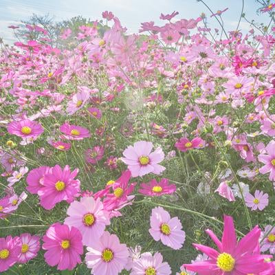 咲き誇るピンクのコスモスを楽しむの写真