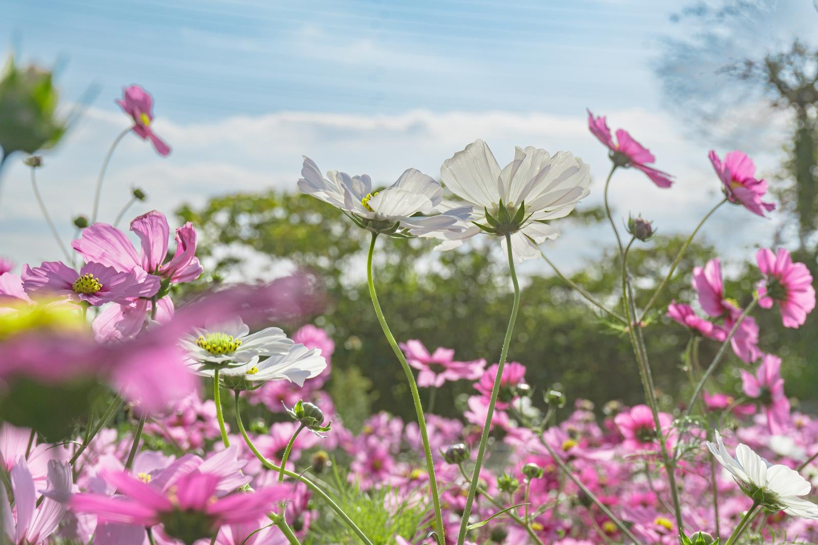「ピンクのコスモスに囲まれて咲く白いコスモス」の写真