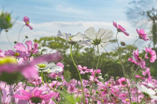 ピンクのコスモスに囲まれて咲く白いコスモスの写真