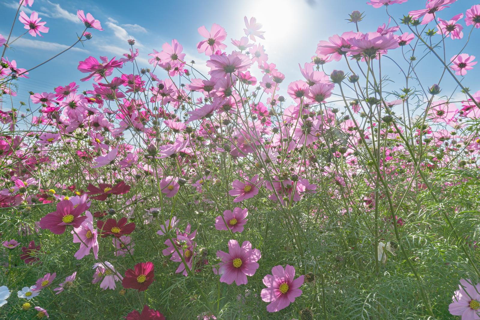 「光に包まれて咲くコスモス」の写真