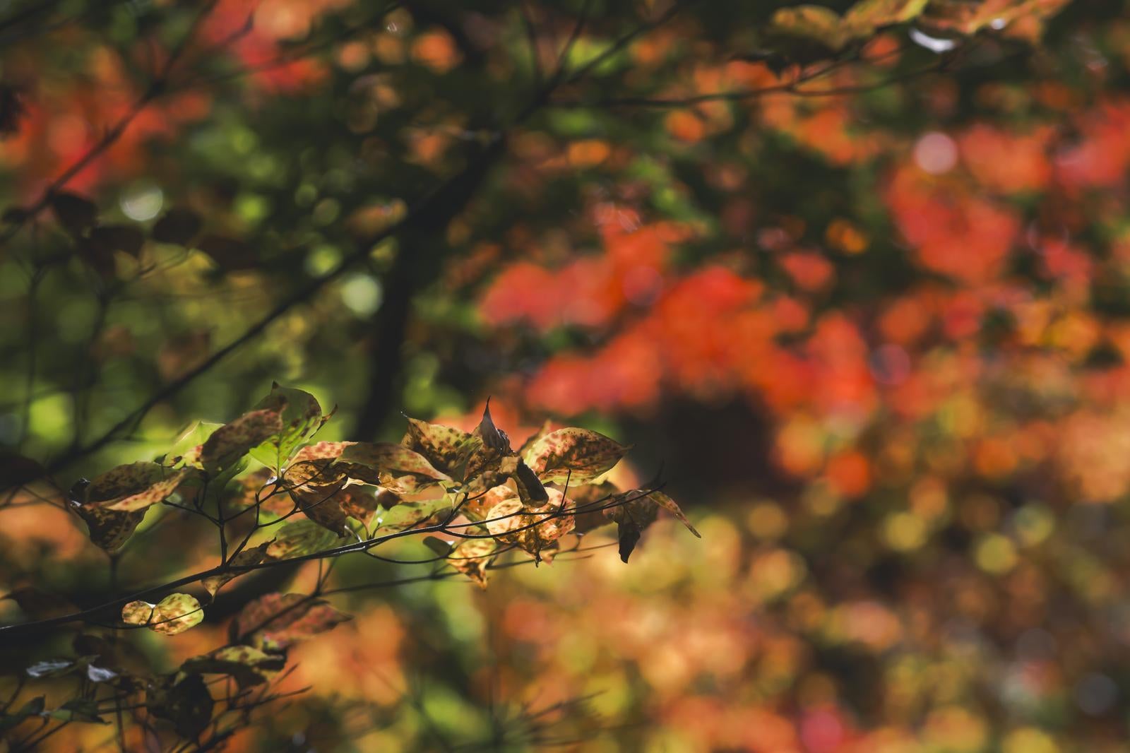 「色鮮やかな木々の彩の中に伸びる枯れた葉をつけた枝」の写真