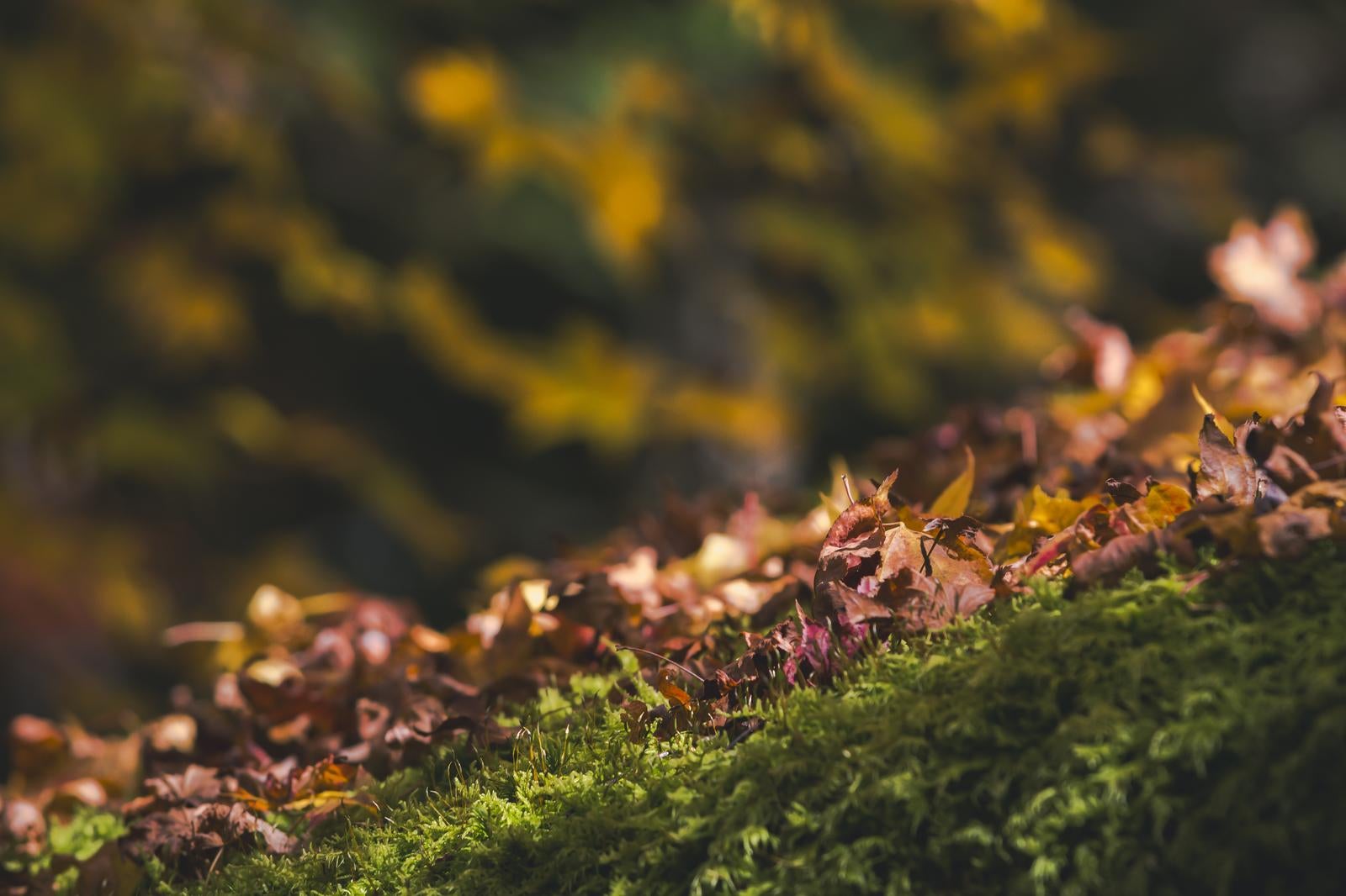 「苔の絨毯に降り積もる落ち葉」の写真