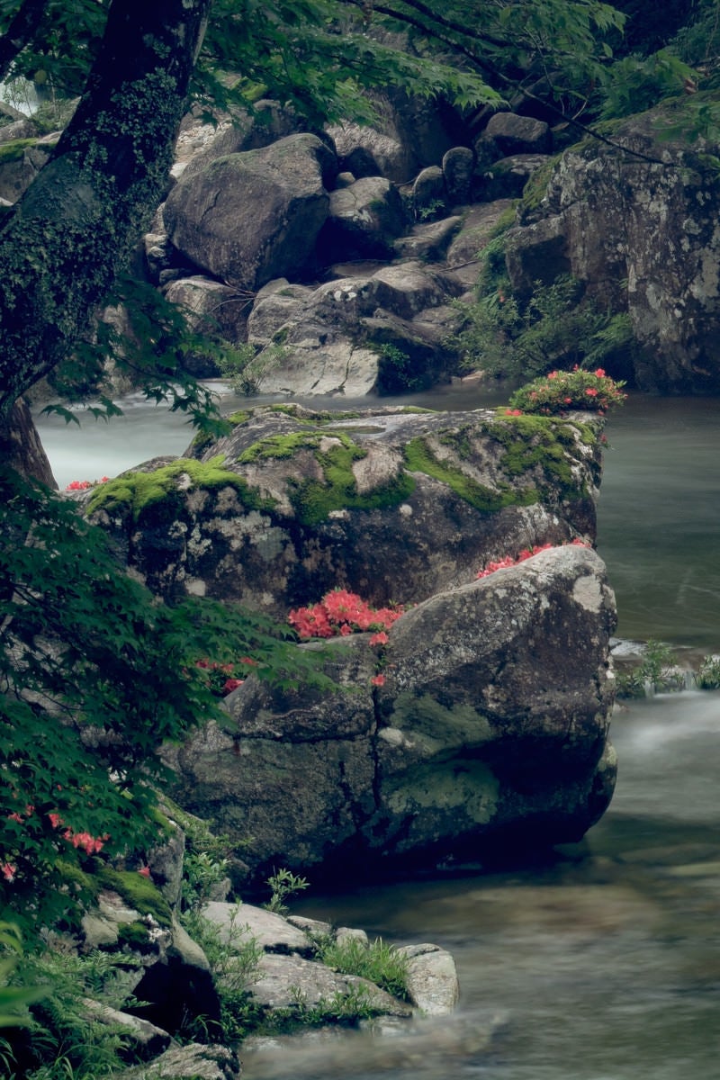 「岩つつじが咲く渓流の巨岩（小戸名渓谷）」の写真
