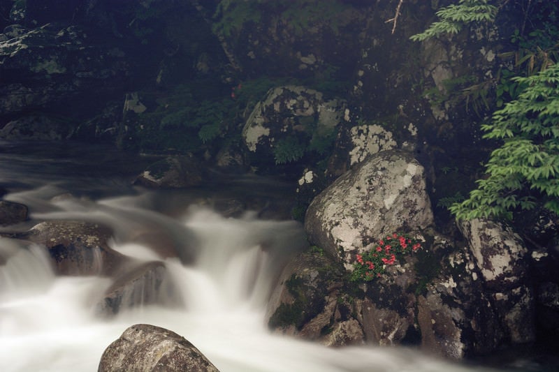 小戸名渓谷とけなげに咲く岩つつじの写真