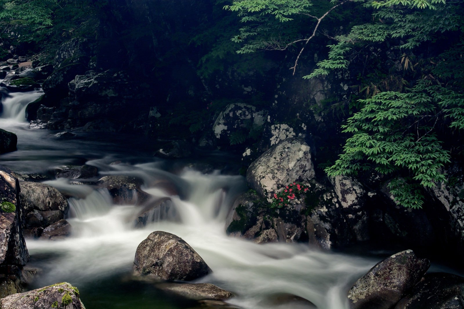 「渓流と岩ツツジ（小戸名渓谷）」の写真