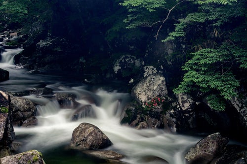 渓流と岩ツツジ（小戸名渓谷）の写真