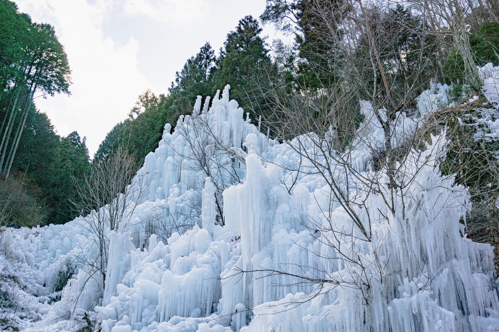 「林を背にして現れる湧水公園（愛知県豊田市）の氷瀑」の写真