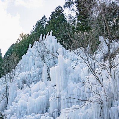 林を背にして現れる湧水公園（愛知県豊田市）の氷瀑の写真