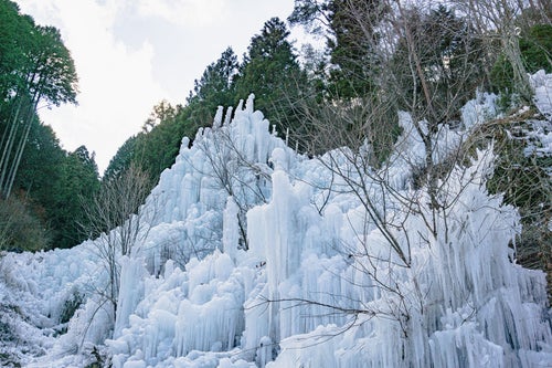 林を背にして現れる湧水公園（愛知県豊田市）の氷瀑の写真