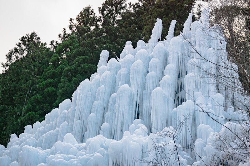 巨大な氷柱の群れが林を背景に立ち並ぶ（湧水公園）の写真