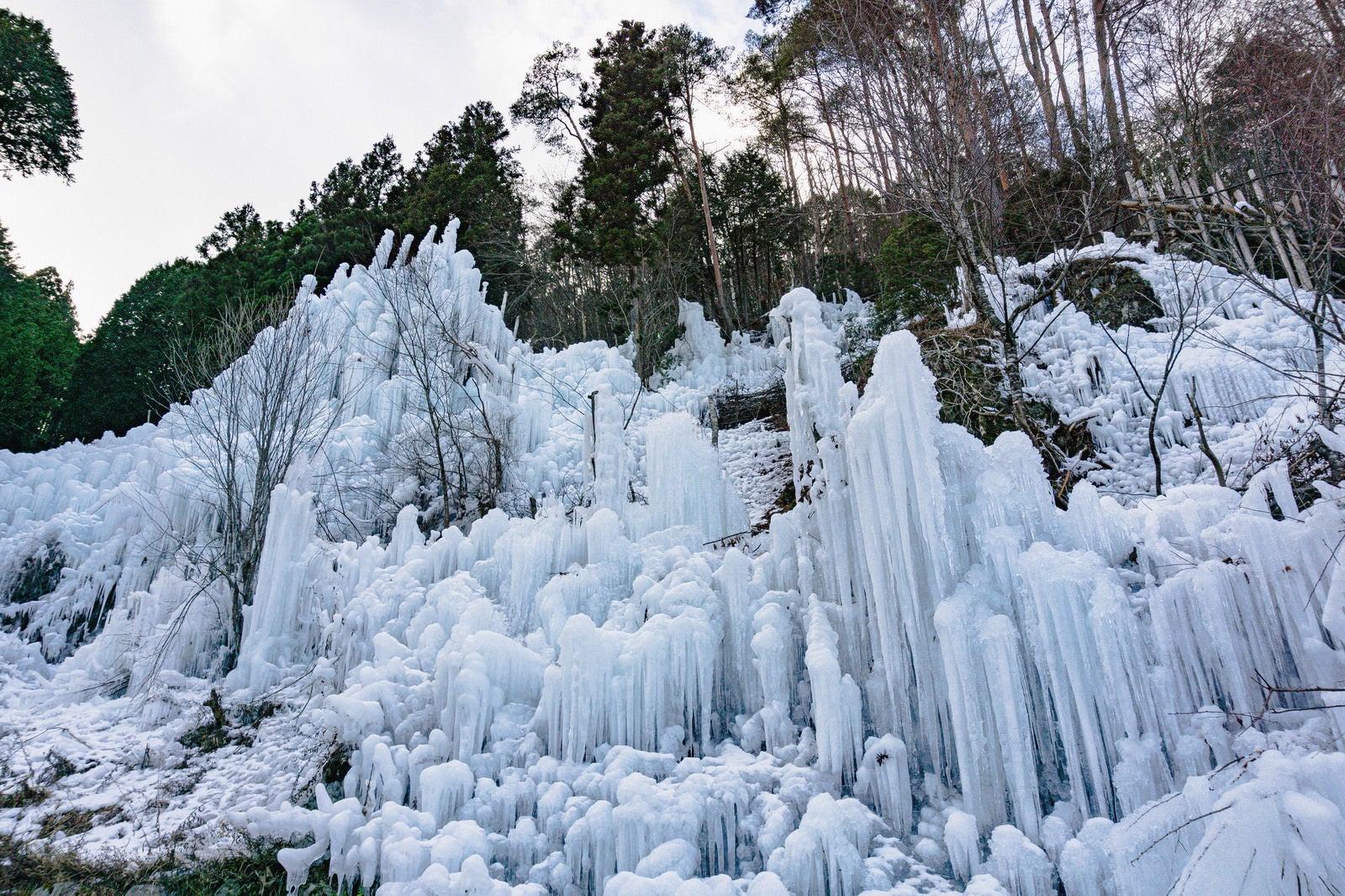 「冬空の下で針葉樹の影を背に広がる氷瀑」の写真