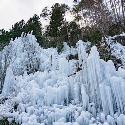 冬空の下で針葉樹の影を背に広がる氷瀑の写真