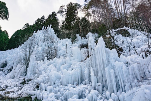 冬空の下で針葉樹の影を背に広がる氷瀑の写真