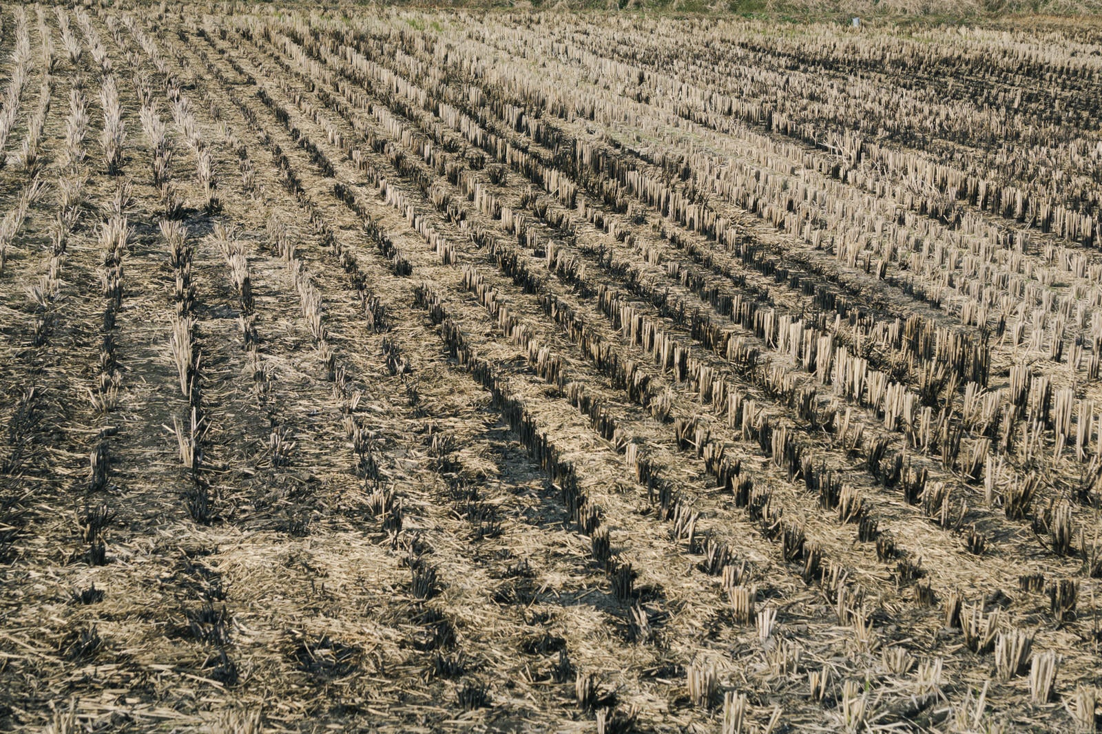 「稲刈り後に藁を燃やされた後のある田んぼ」の写真