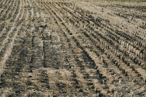 ところどころ焦げ跡のある田んぼの写真
