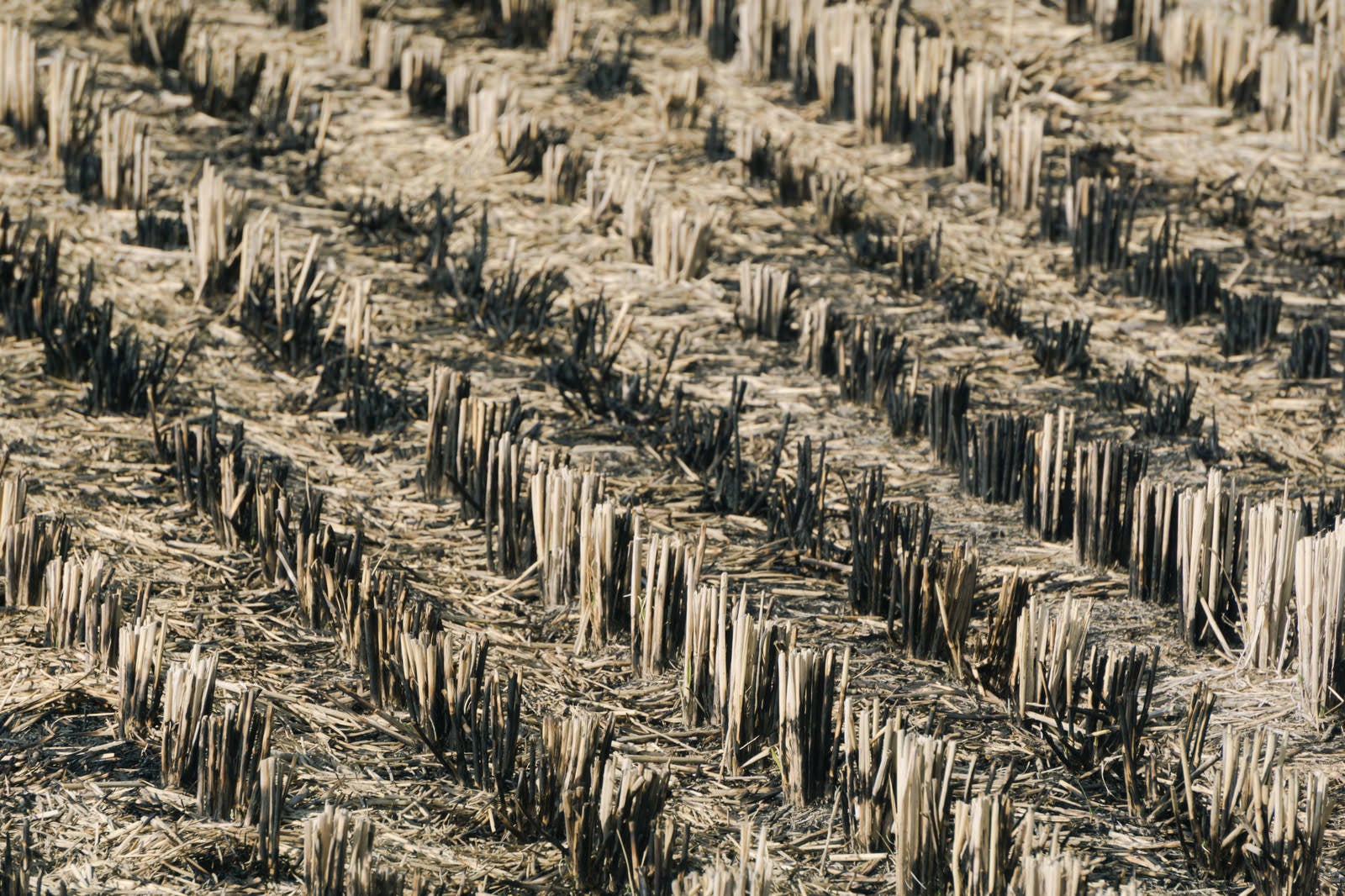 「稲刈り後に燃やされた株や藁のある田んぼ」の写真