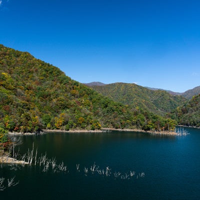秋晴れの徳山湖（とくやまこ）の写真