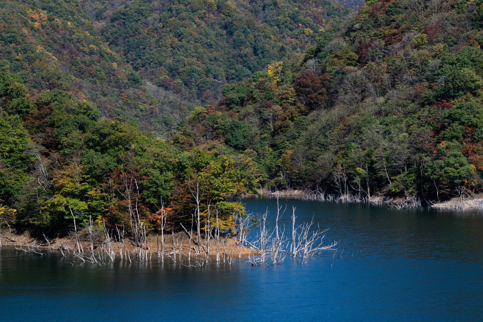 「ダムに沈み立ち枯れた木と初秋の紅葉した山（徳山湖）」の写真