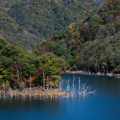 ダムに沈み立ち枯れた木と初秋の紅葉した山（徳山湖）の写真