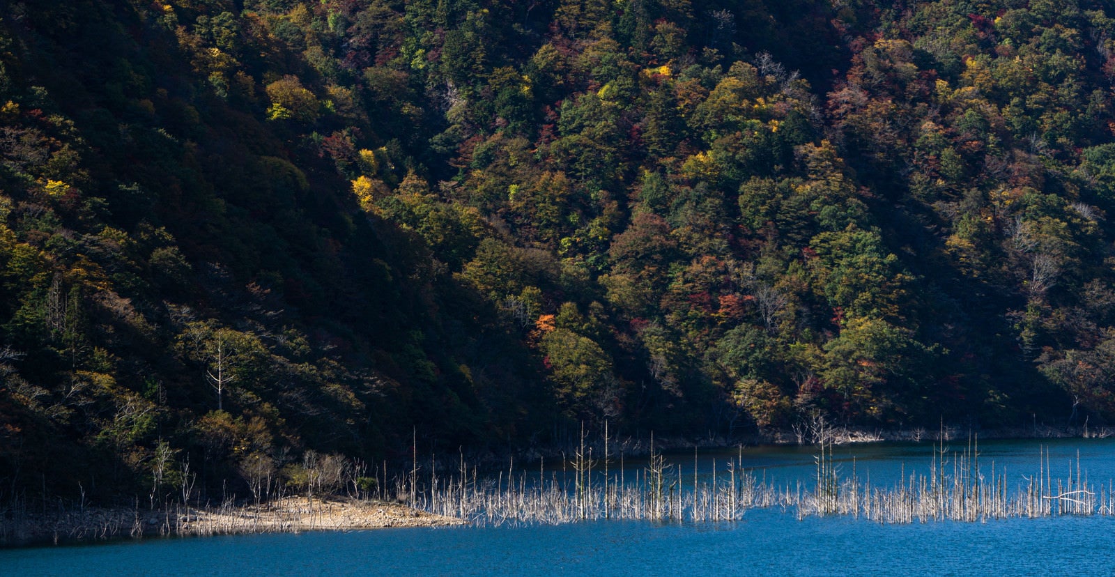 「紅葉の山を背景に櫛の歯のように立ち並ぶ白く立ち枯れた木々（徳山ダム）」の写真