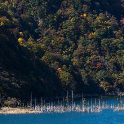 紅葉の山を背景に櫛の歯のように立ち並ぶ白く立ち枯れた木々（徳山ダム）の写真